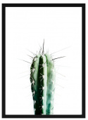 Plakat - \'Kaktus\'