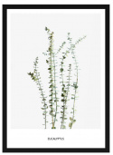 Plakat - \'Eukalyptus\'